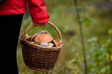 Когда в Подмосковье начнется сбор грибов: все детали сезона