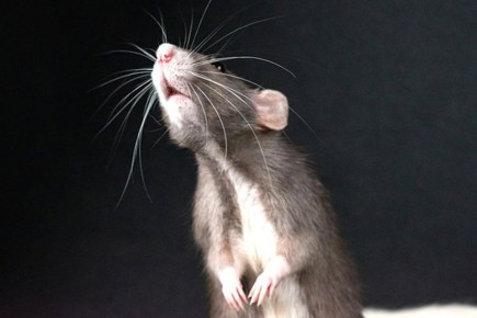 Как избежать опасностей при борьбе с вредителями в доме