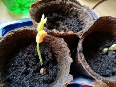 ����������� ������� ��� �������� ���������� ��� �������