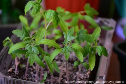 ��� ��������� ������� ����������� ��� ��������� ����������� �������