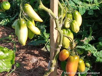 ��� �������� ��������� ������ �������: ������ ��� �����������