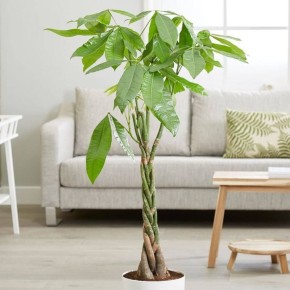 ��� �������� ������ ����� �������� ���� ����� �� ���-���