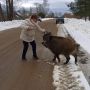 В лесу в Тверской области женщина нашла кабаненка и вырастила его, как родного