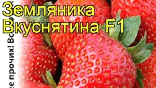 Клубника из семян: мифы и реальность домашнего садоводства