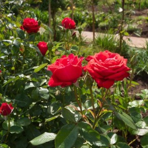 Секреты успешного ухода за розами: как правильно подкармливать в разные сезоны