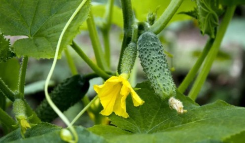 ��� ������� ������ ����� ������� ��� ������� �������