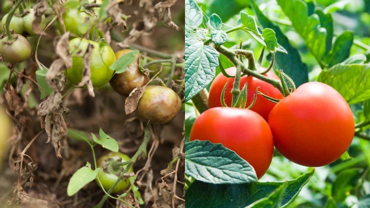 Побеждая фитофтору: простой рецепт для защиты томатов