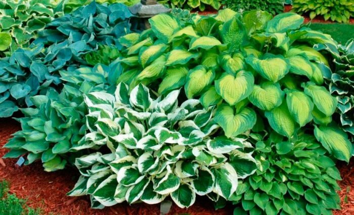 Хосты для вашего сада: откройте для себя самые красивые сорта