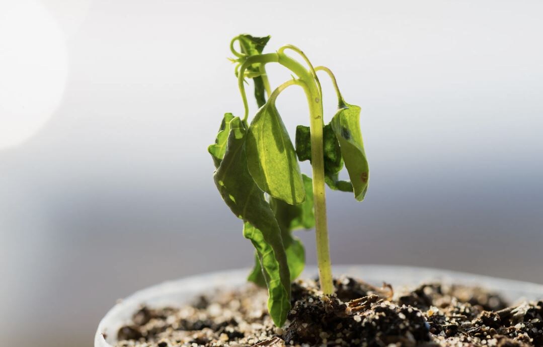 Как понять, что растению не хватает влаги: ключевые признаки и советы