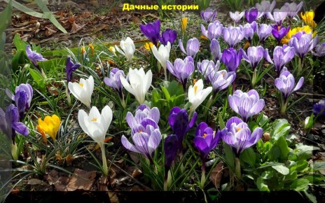 Неприхотливые цветущие растения для средней полосы