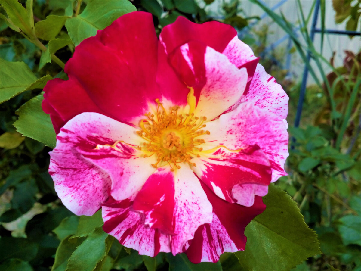 Розы: Ошибки в уходе, из-за которых можно лишиться цветения