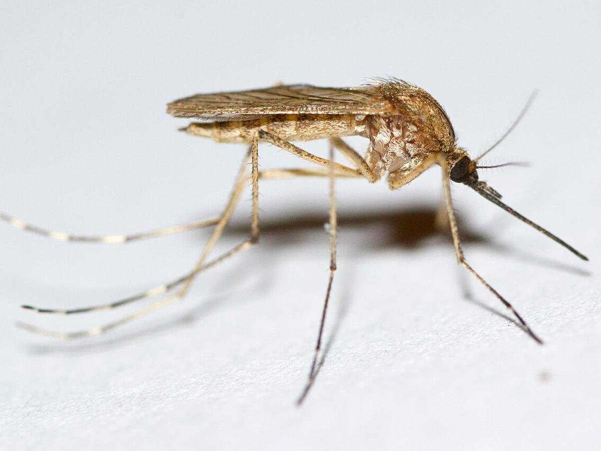 Секреты борьбы с комарами: Как сохранить ваш сад в безопасности