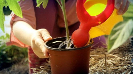 Как правильно поливать рассаду и избегать распространенных ошибок