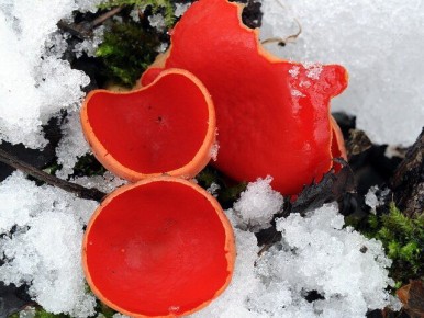 Первые грибы в Подмосковье: когда ждать и какие