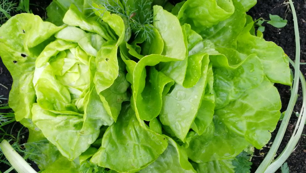 Как вырастить салат без горечи и стрелок: полезные советы