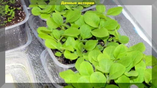 Как правильно пикировать рассаду: советы для дачников