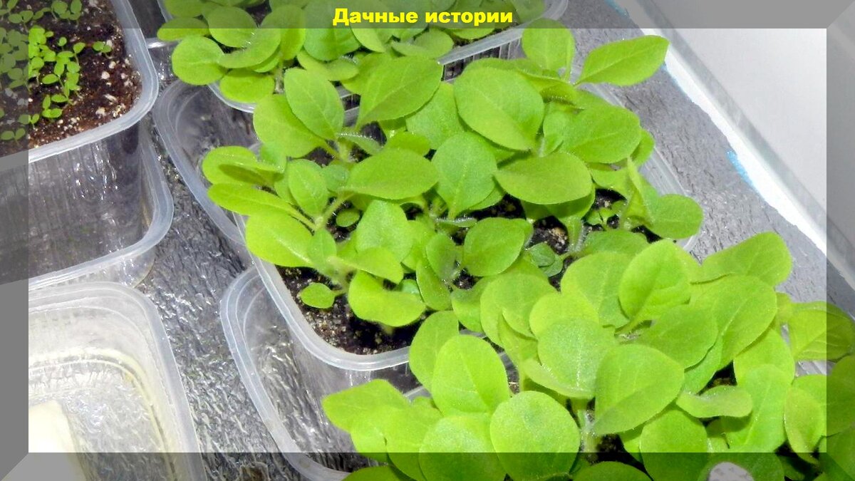 Как правильно пикировать рассаду: советы для дачников