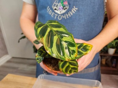 ��� ������������ ��������: ���� ���������� � ���������� ����� ��� ������