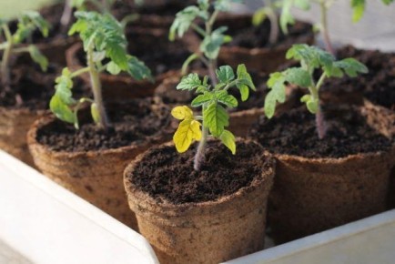Как избежать частых проблем с рассадой томатов: советы огородникам