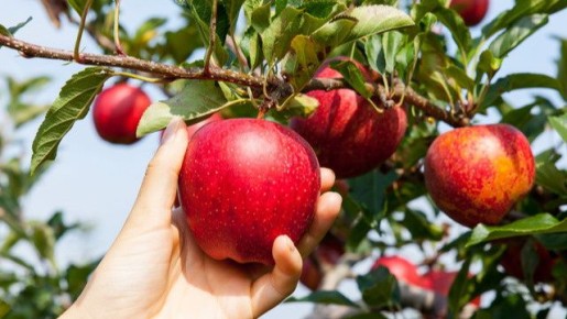 ��� ������� ��������� ������ �������� ������: �������, ������� ����� �����