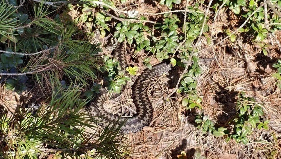 Ползучая угроза: в Тверской области местные жители встречают проснувшихся змей Ползучая угроза: в Тверской области местные жители встречают проснувшихся змей