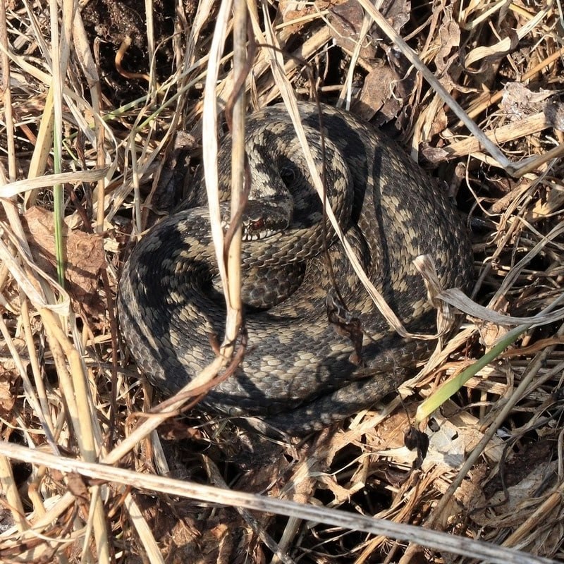 Ползучая угроза: в Тверской области местные жители встречают проснувшихся змей Ползучая угроза: в Тверской области местные жители встречают проснувшихся змей