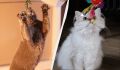 Кошки, которые поднимут настроение: топ-10 самых игривых пород