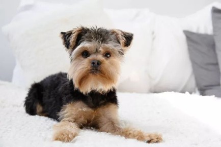 Как победить запах собаки в доме: 8 проверенных способов