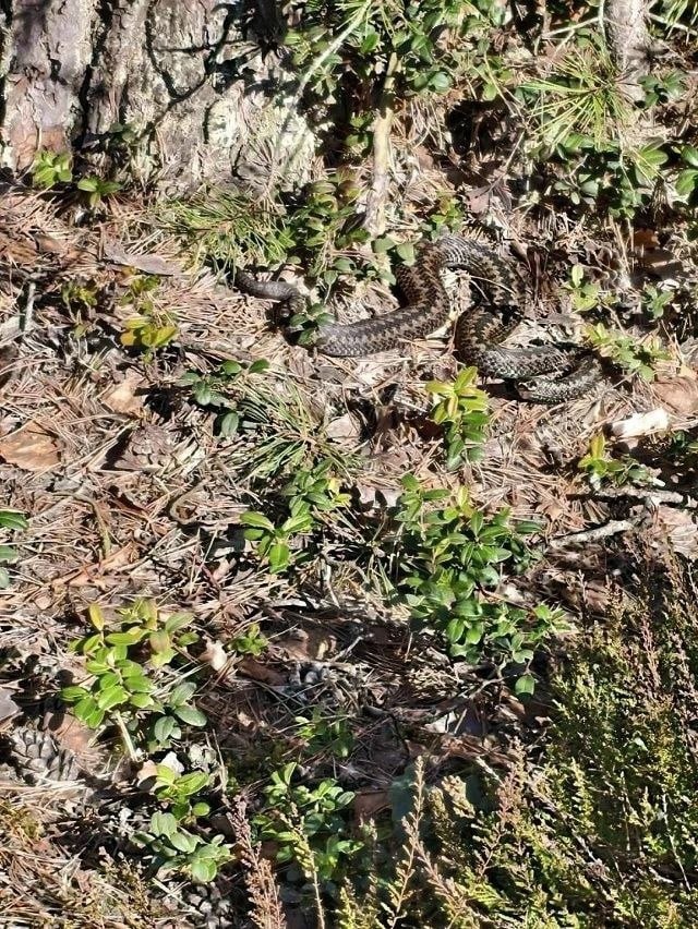 Ползучая угроза: в Тверской области местные жители встречают проснувшихся змей Ползучая угроза: в Тверской области местные жители встречают проснувшихся змей