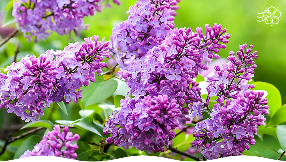 Сирень: цветущий рай вашего сада
