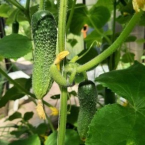 ������ ��������� ������: �� � ������� �������� ���������