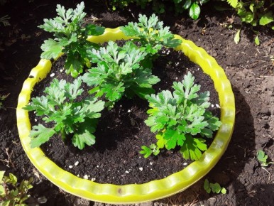 �� ��� ���������� ������� �������