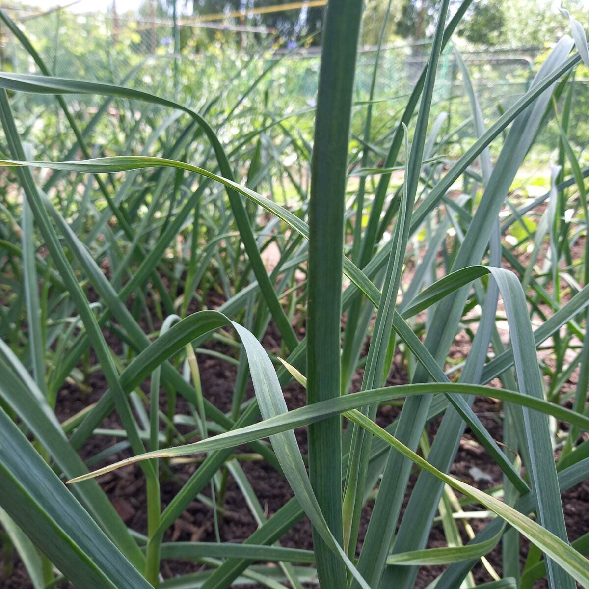 Тайны выращивания крупного чеснока: Как последняя подкормка определяет урожай