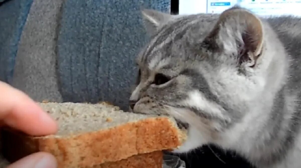 Коты и хлеб: что об этом думают эксперты?