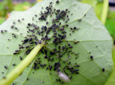 �������� ������ ������ � ����: ������ ��� ����������