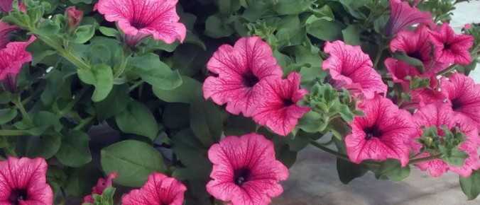 �������� ��������� ������� ������: ��������� ���������������� ������