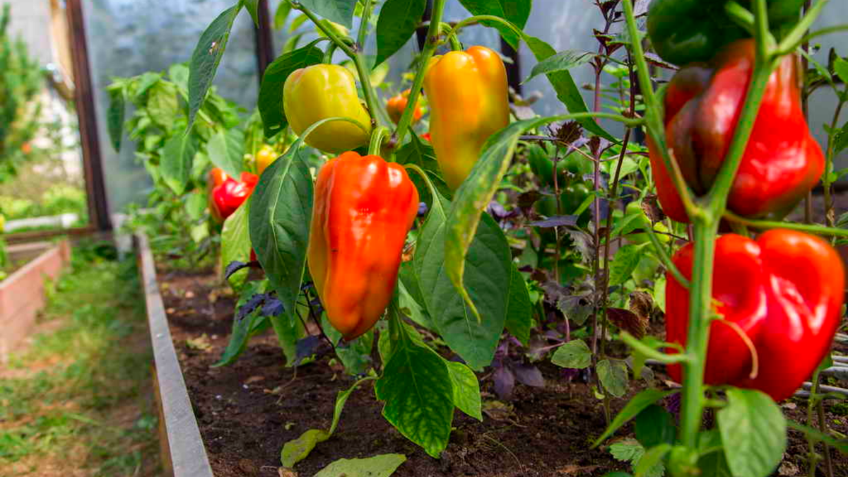 Как перья из подушки помогли ускорить созревание сладкого перца