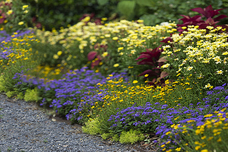 Когда и какие цветов сеять в январе: советы для садоводов