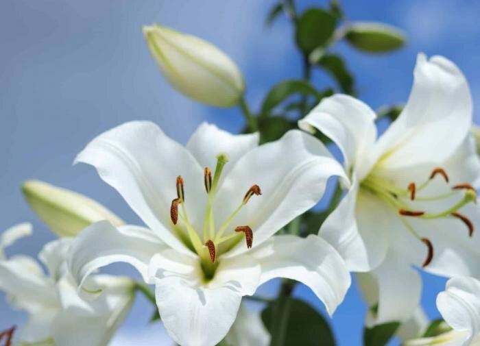 ����� �����: ������� ��������� �����������