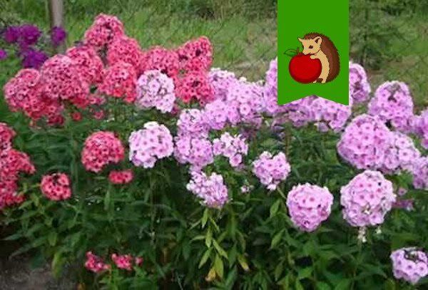 ��� ��������� ��������� �� ������: ���� ��������, ����� ��� �����