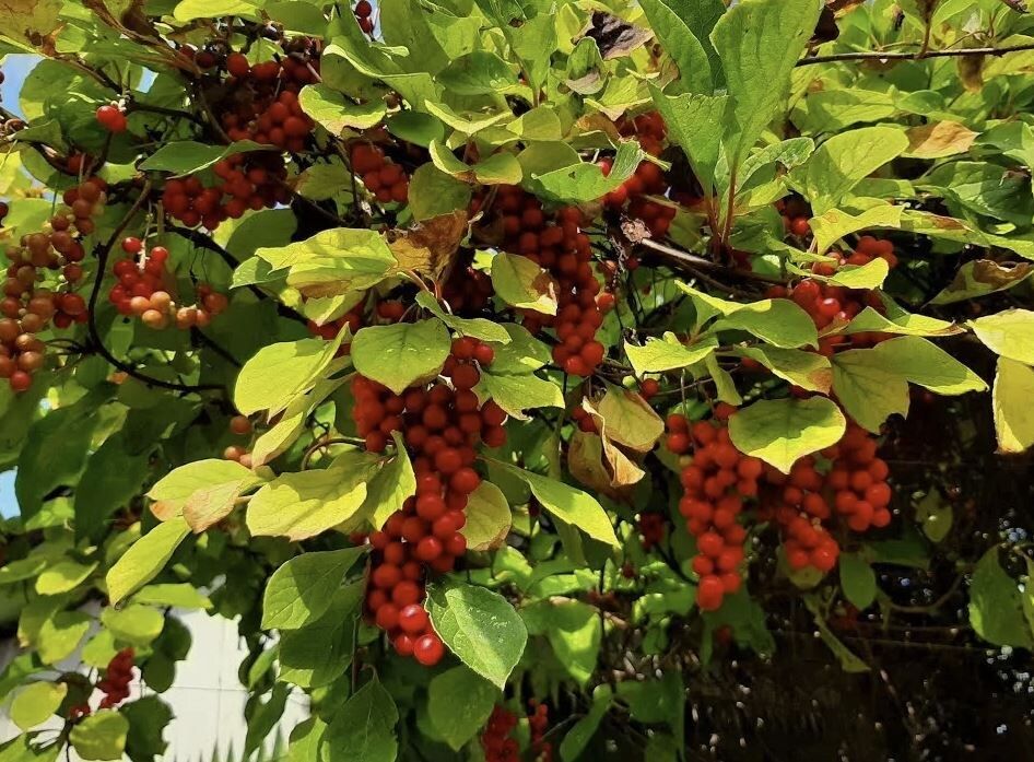 ��� ��������� �������� ���������: ������� ������� ��� ��������� ������