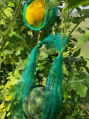 Тверичанка рассказала, как вырастила гору арбузов и дынь в теплице