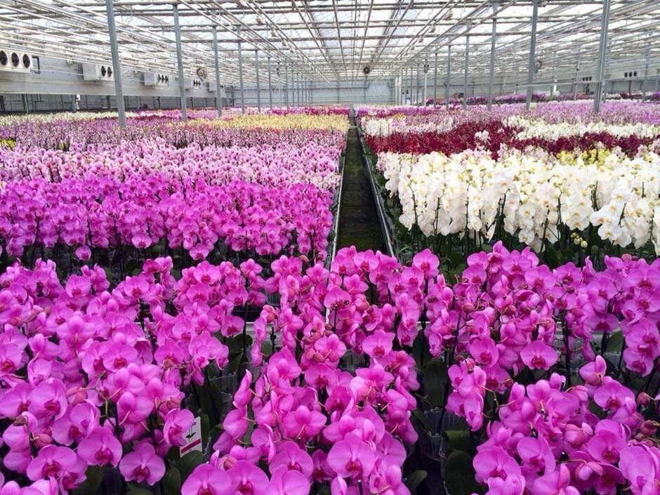 ��� �������� ��������� �������� �������: ������� ����������� ��������