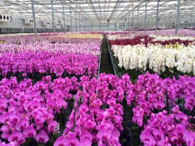 ��� �������� ��������� �������� �������: ������� ����������� ��������