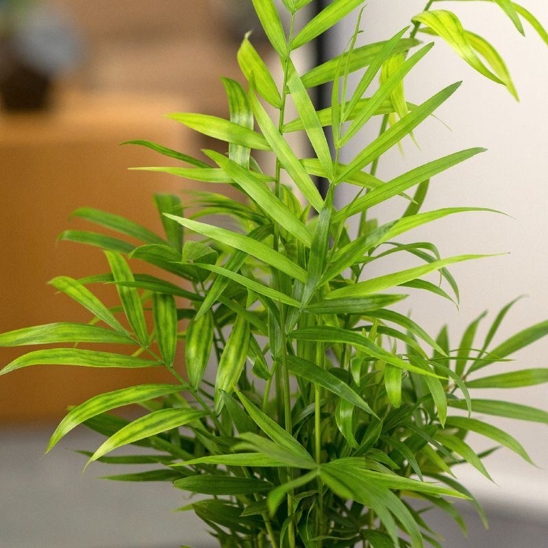 ���� �� ����������: ���� ��� ���������� ���������� ��������