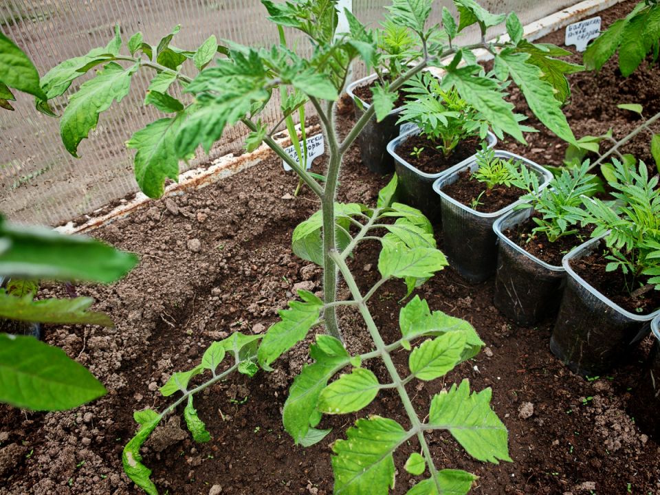 �������� ����� ��� �������: ������� ����� ����� ������� � �������