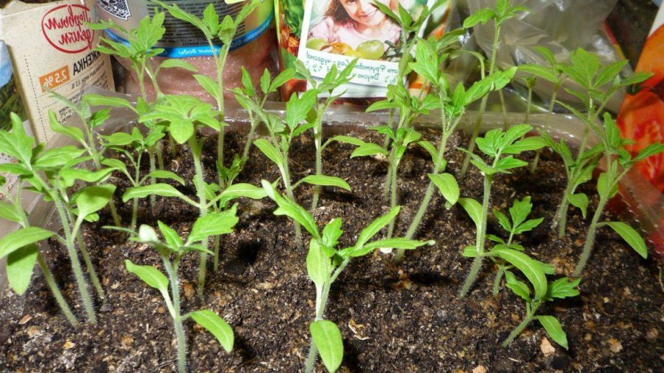 ��� �������� ���������������� ������ ��� ��������� �������: 7 �������� �������