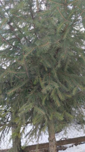 Тишина лесного поселка: дни среди забот и радостей