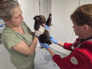 � �������� ������� ���� ��������� �������-���������� ���� �����