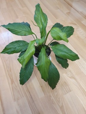 ����� �������� ������������: ��� ������ ������� ��������